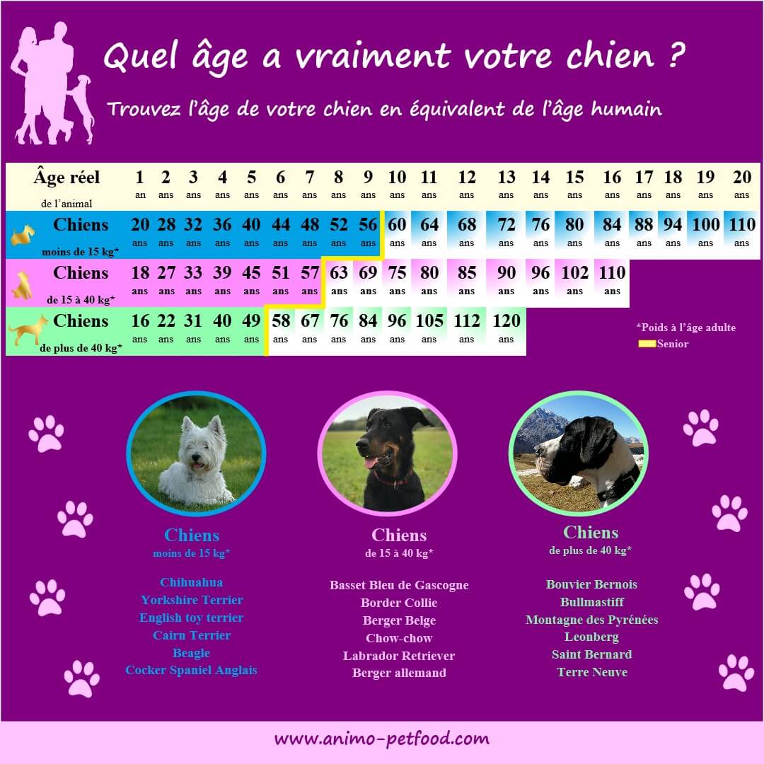 Quel âge a mon chien - Calculer l'âge d'un chien - Âge du chien